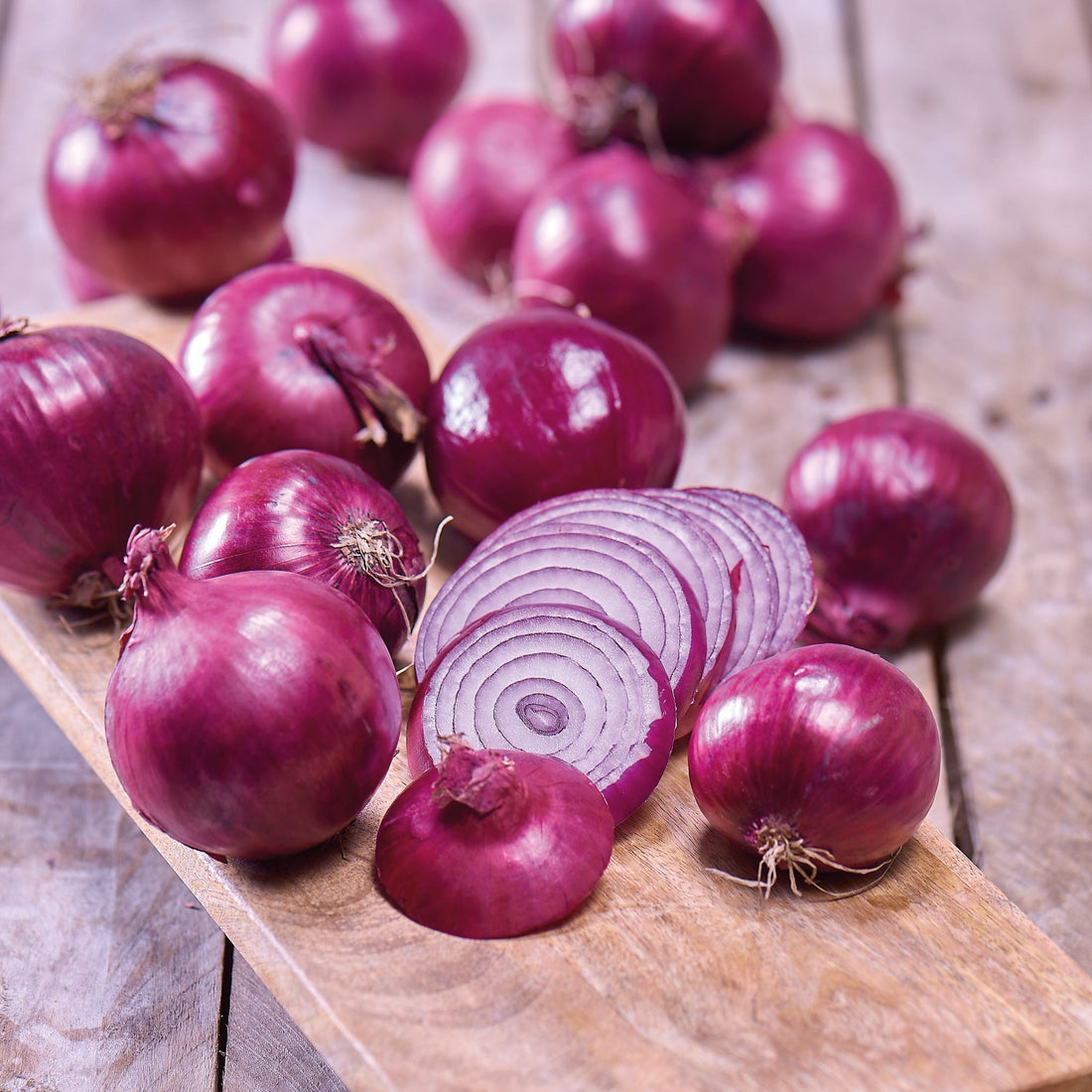 Steckzwiebeln, Allium 'Red Winter'