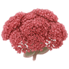 Fetthenne wurzelnackt / Sedum