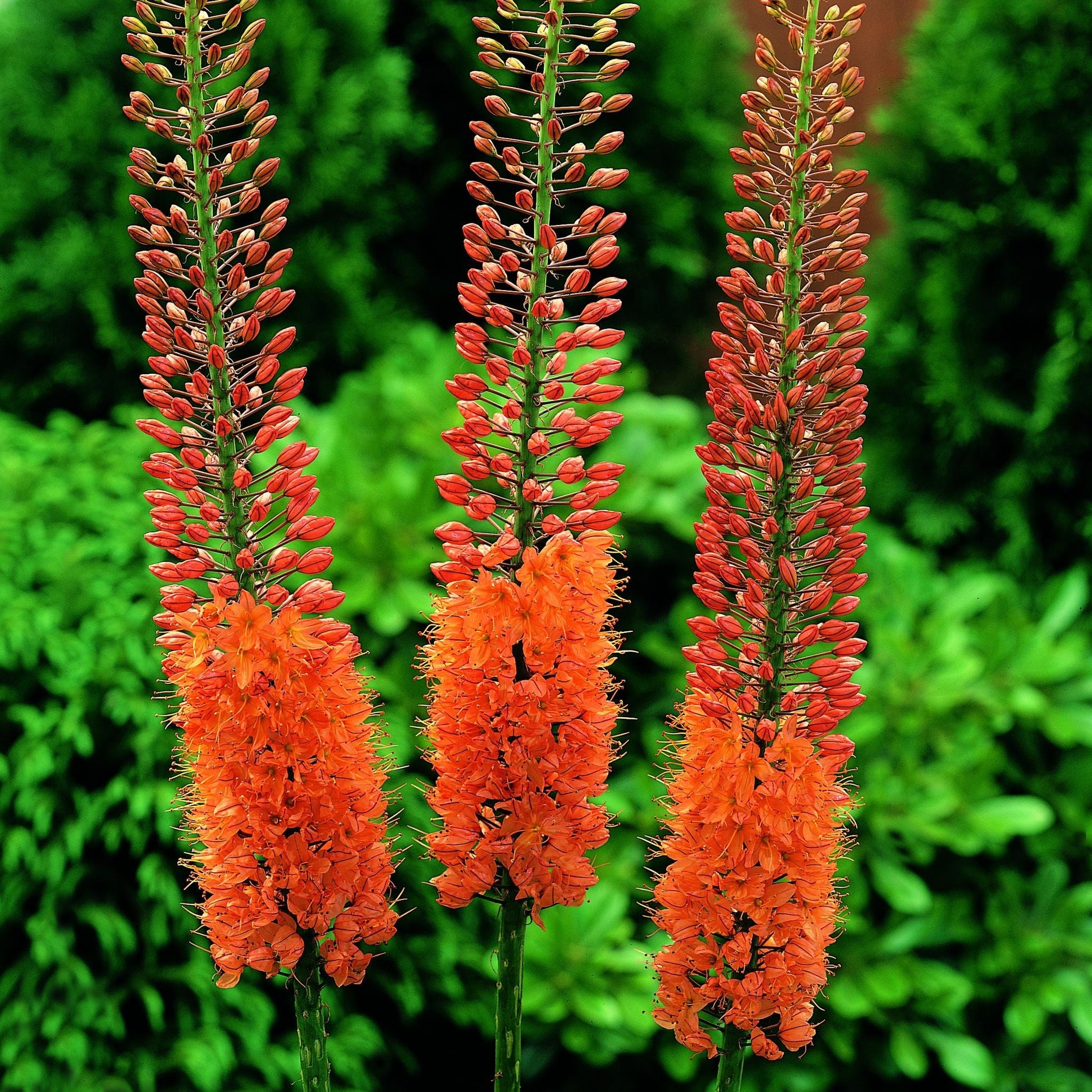 Steppenkerze, Eremurus 'Cleopatra'