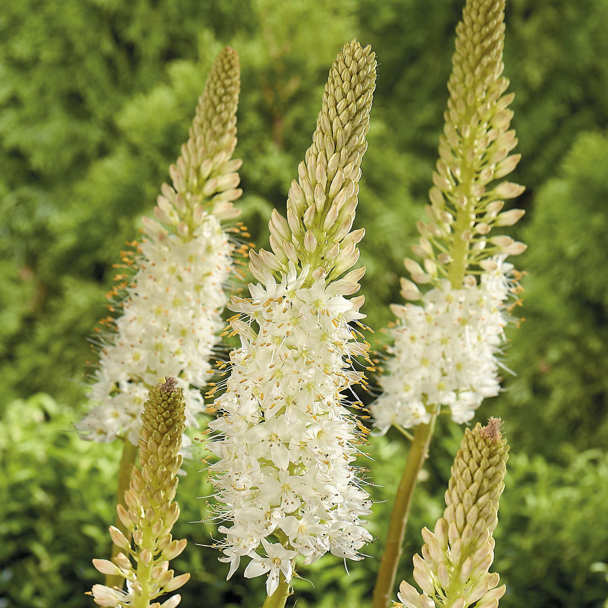 Steppenkerze, Eremurus 'Himalaicus'