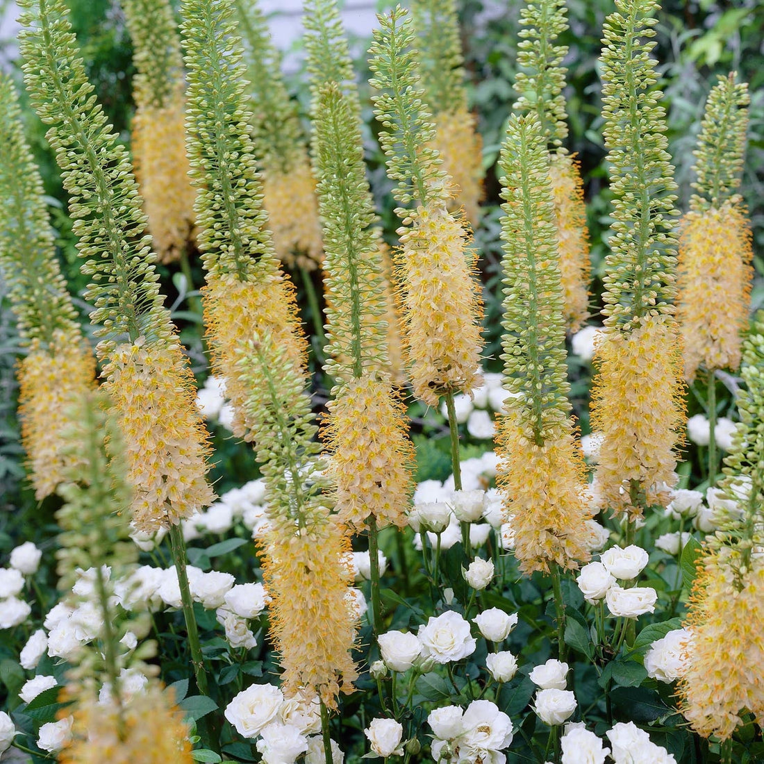 Steppenkerze, Eremurus 'Romance'