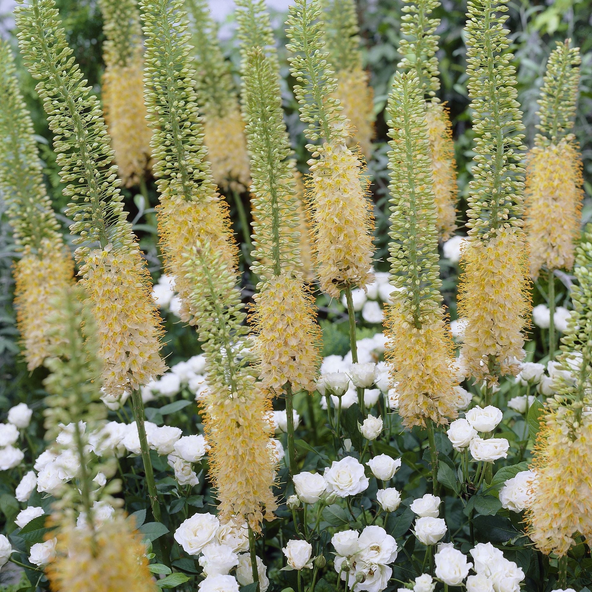 Steppenkerze, Eremurus 'Romance'
