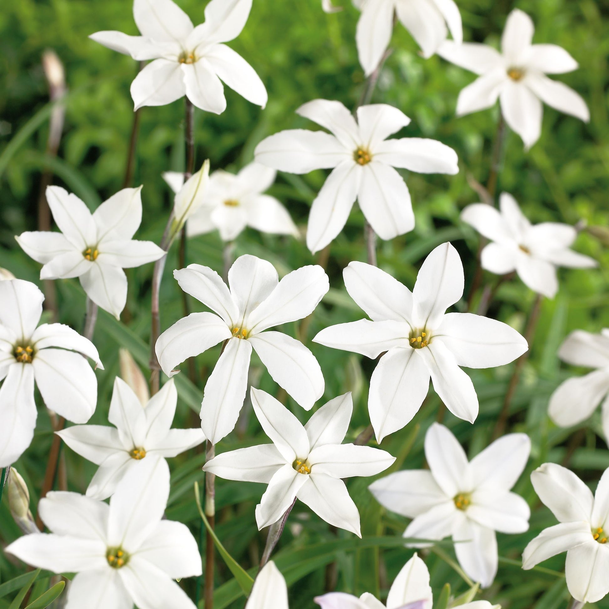 Sternblume, Ipheion 'Alberto Castillo'