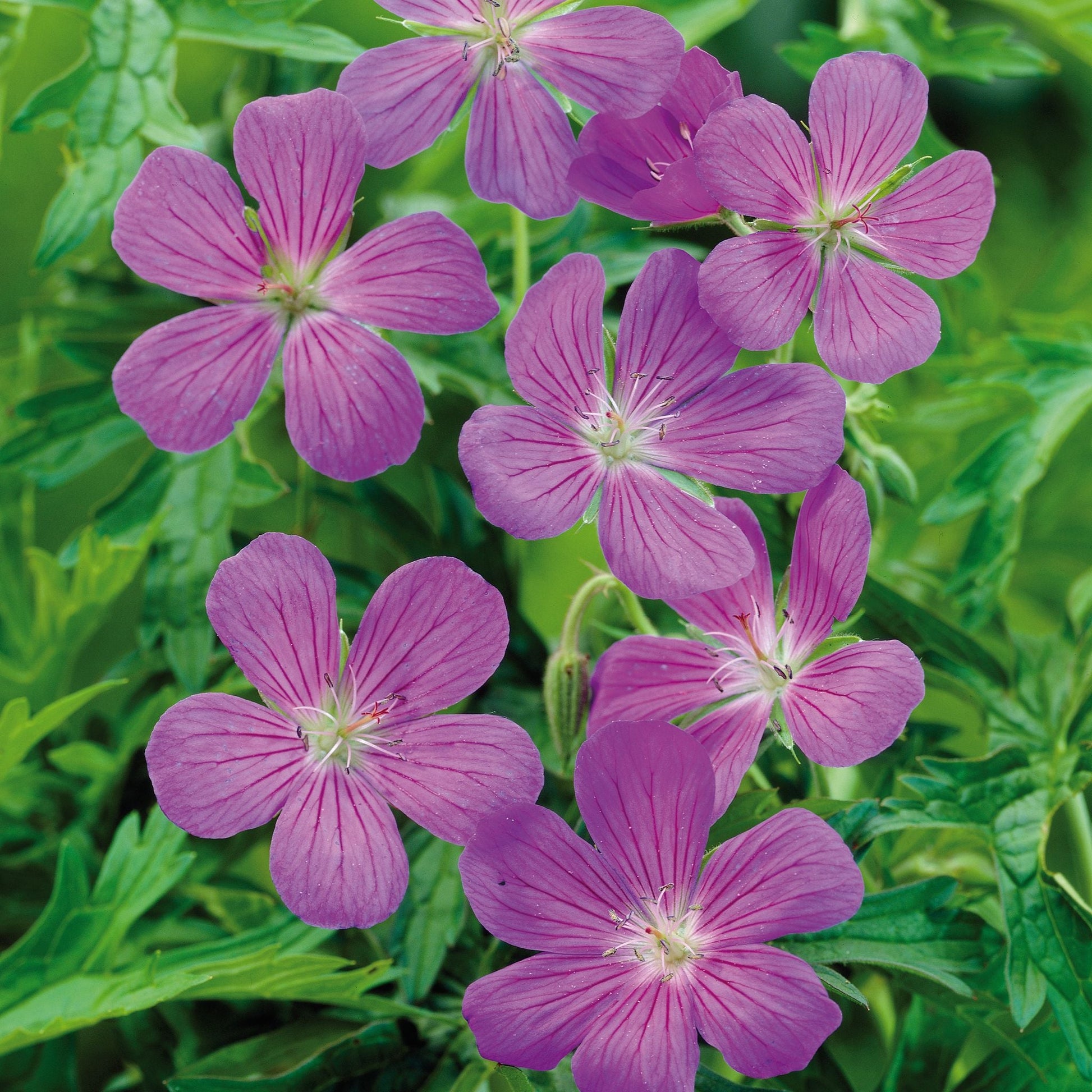 Storchschnabel, Geranium 'Brookside'