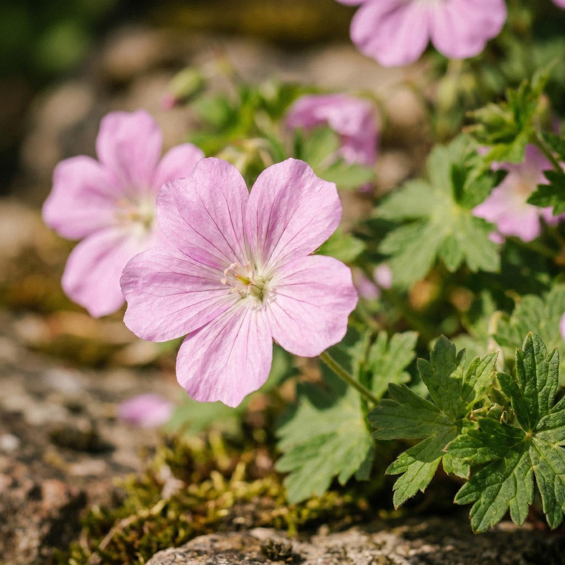Storchschnabel, Geranium 'Wargrave Pink'