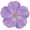 Storchschnabel wurzelnackt / Geranium