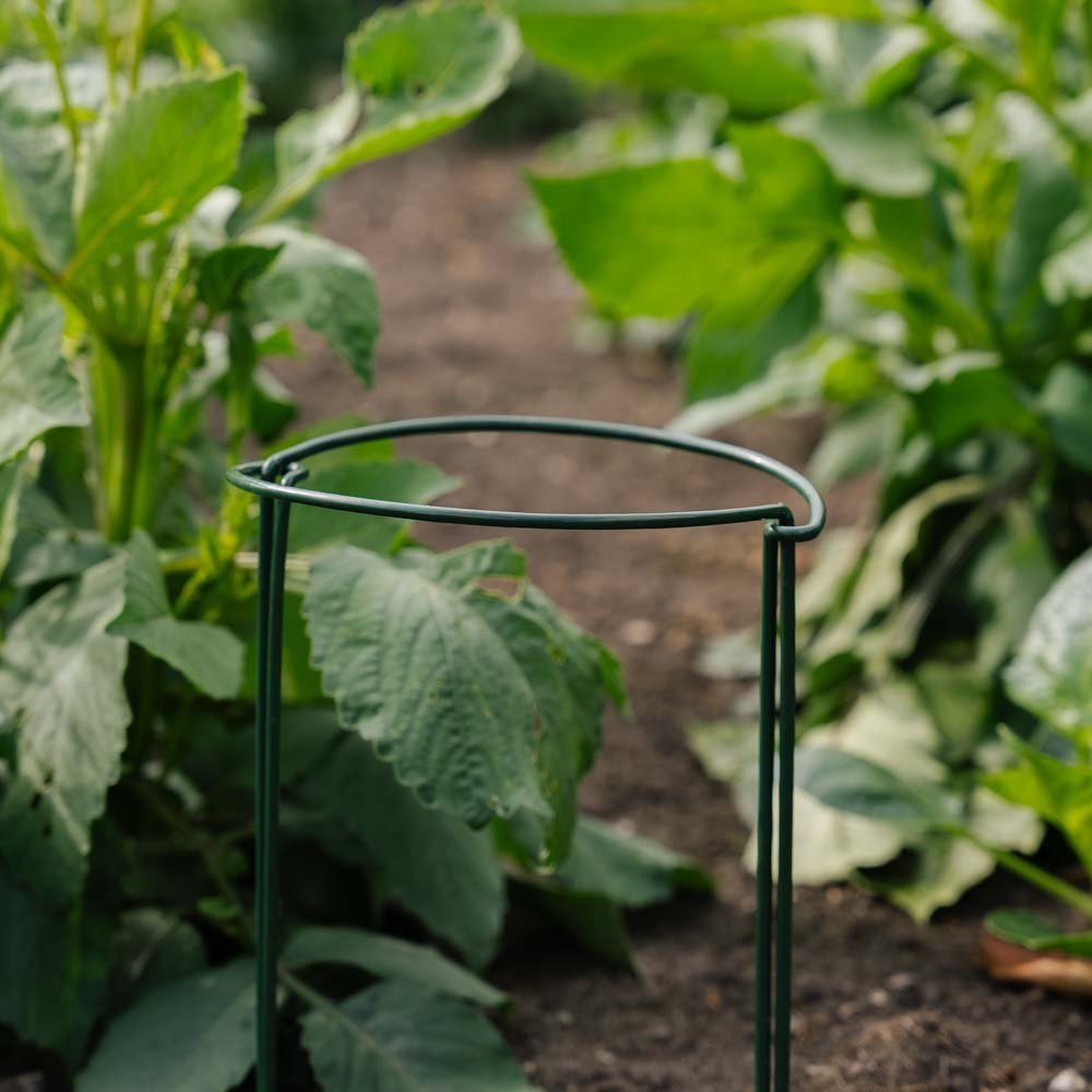 Stützbügel für Pflanzen, B: 20 cm H: 35 cm
