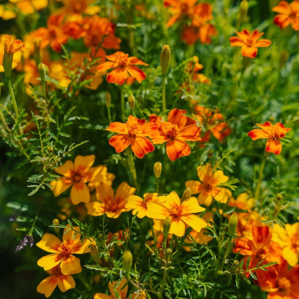 Tagetessamen 'French Marigold, Mixed' - 75 Biosamen