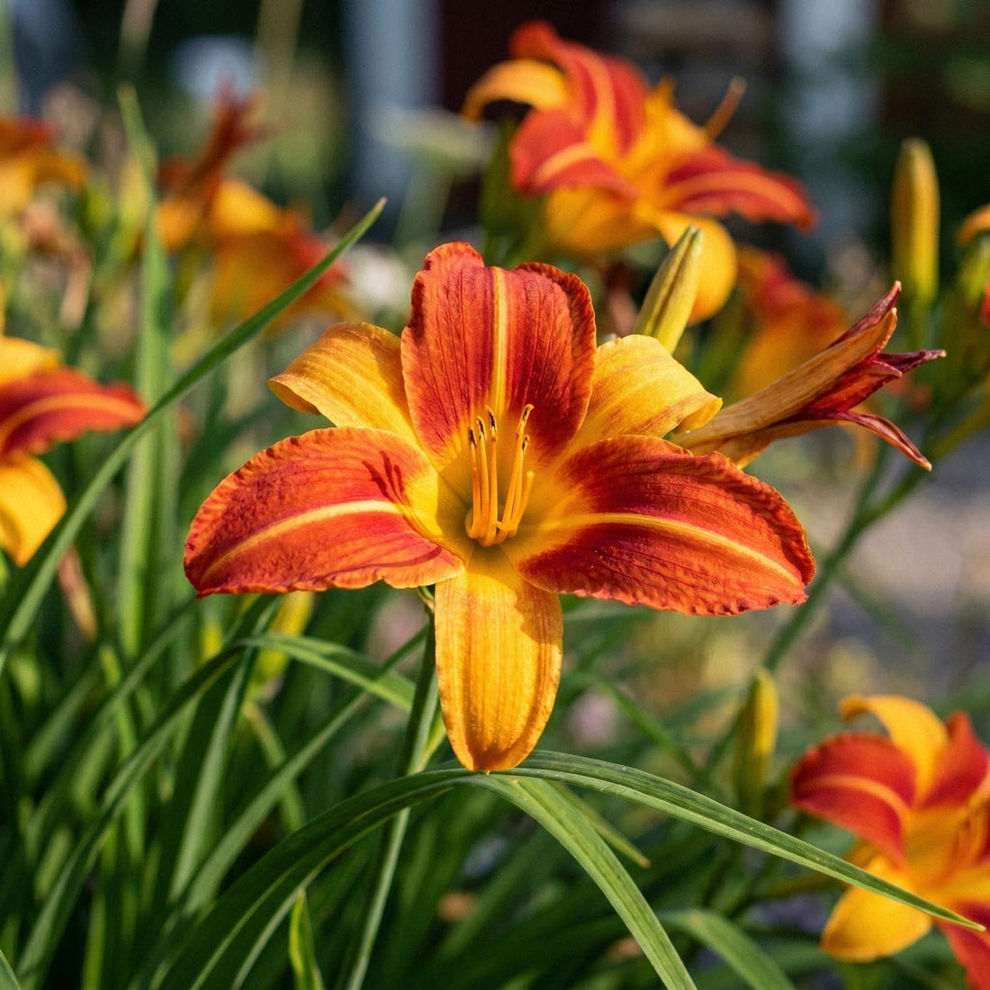 Taglilien, Hemerocallis 'Frans Hals'