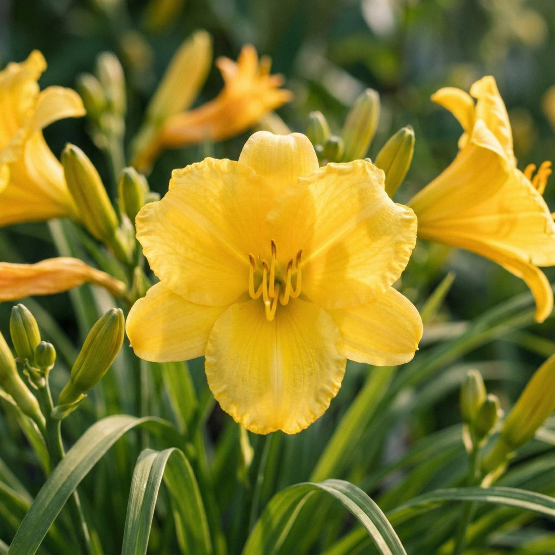 Taglilien, Hemerocallis 'Stella de Oro'