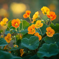 Tallerkensmækker frø 'Garden Nasturtium, non - trailing' - 8 Økologiske Frø