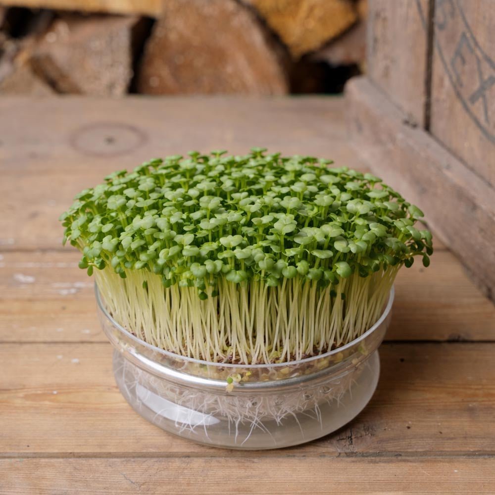 Tatsoi Microgreens Samen - 6500 Biosamen