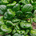 Tatsoi Samen - 50 Biosamen