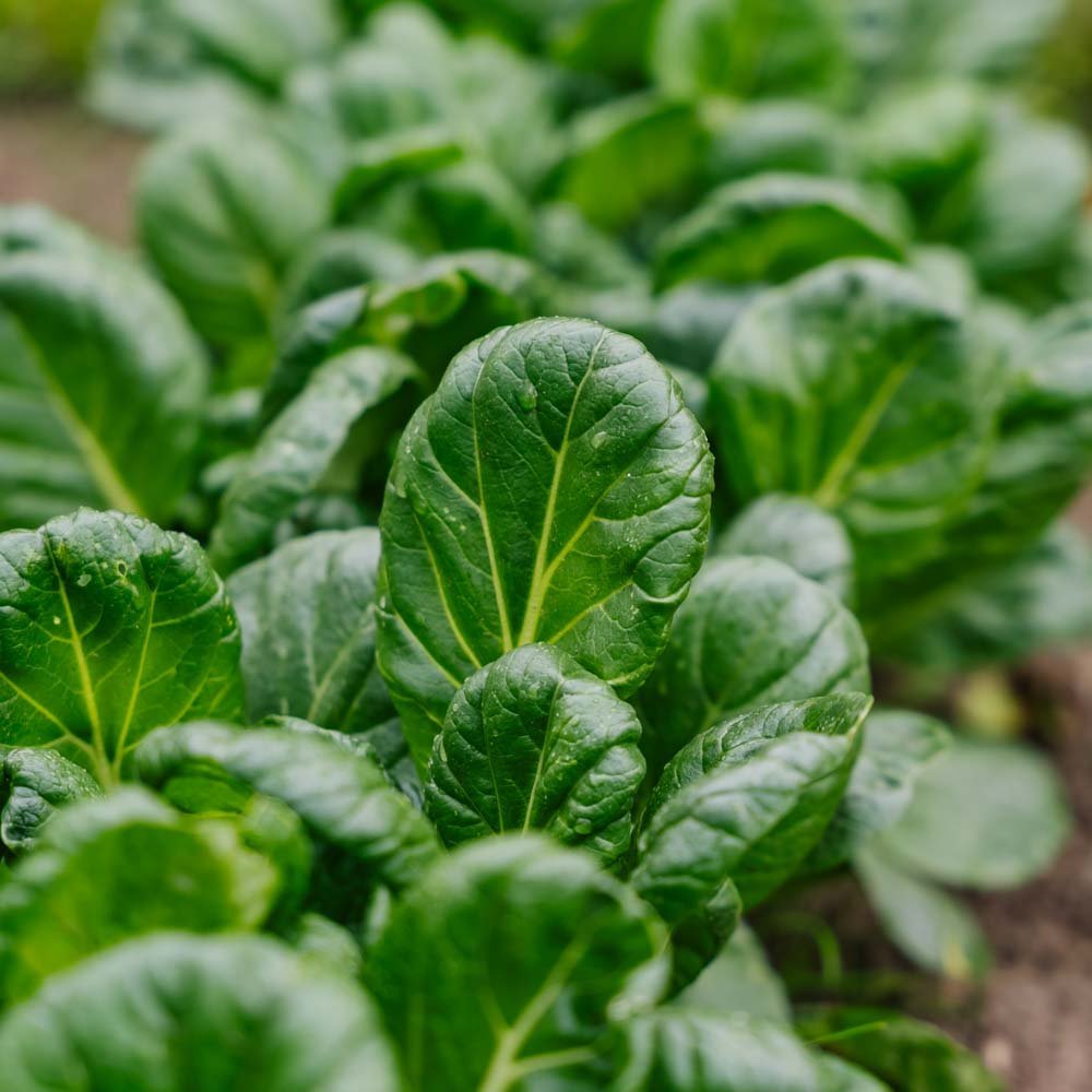 Tatsoi Samen - 50 Biosamen