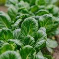 Tatsoi Samen - 50 Biosamen