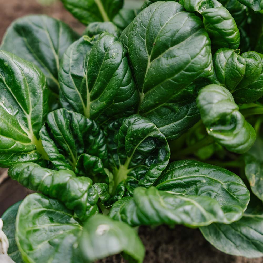 Tatsoi Samen - 50 Biosamen