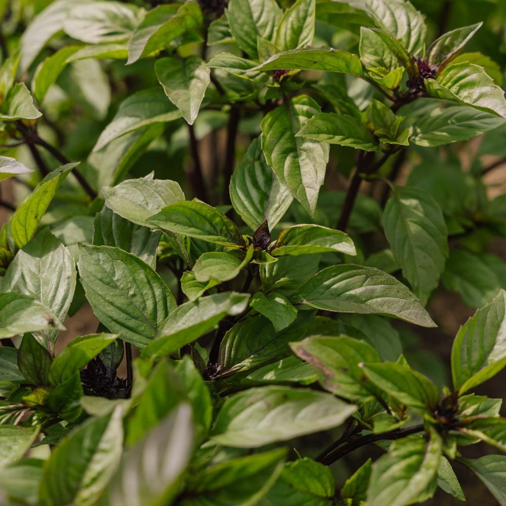 Thai Basilikum Samen - 50 Biosamen