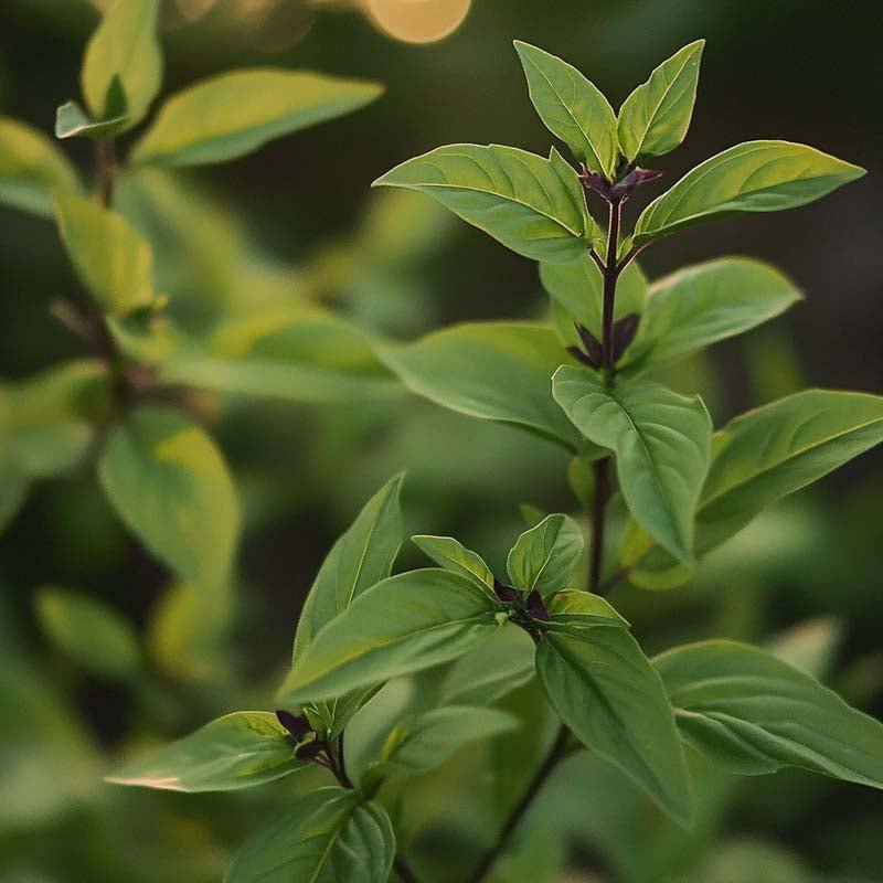 Thai Basilikum Samen - 50 Biosamen