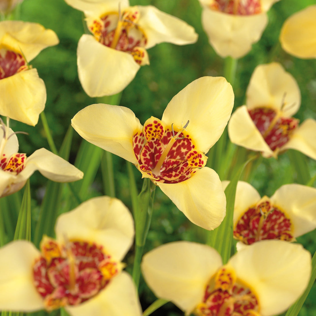 Tigerblume, Tigridia 'Canariensis'