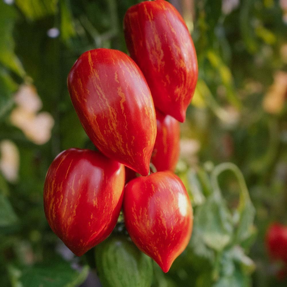 Tomatensamen 'Marmorossa' - 10 Biosamen