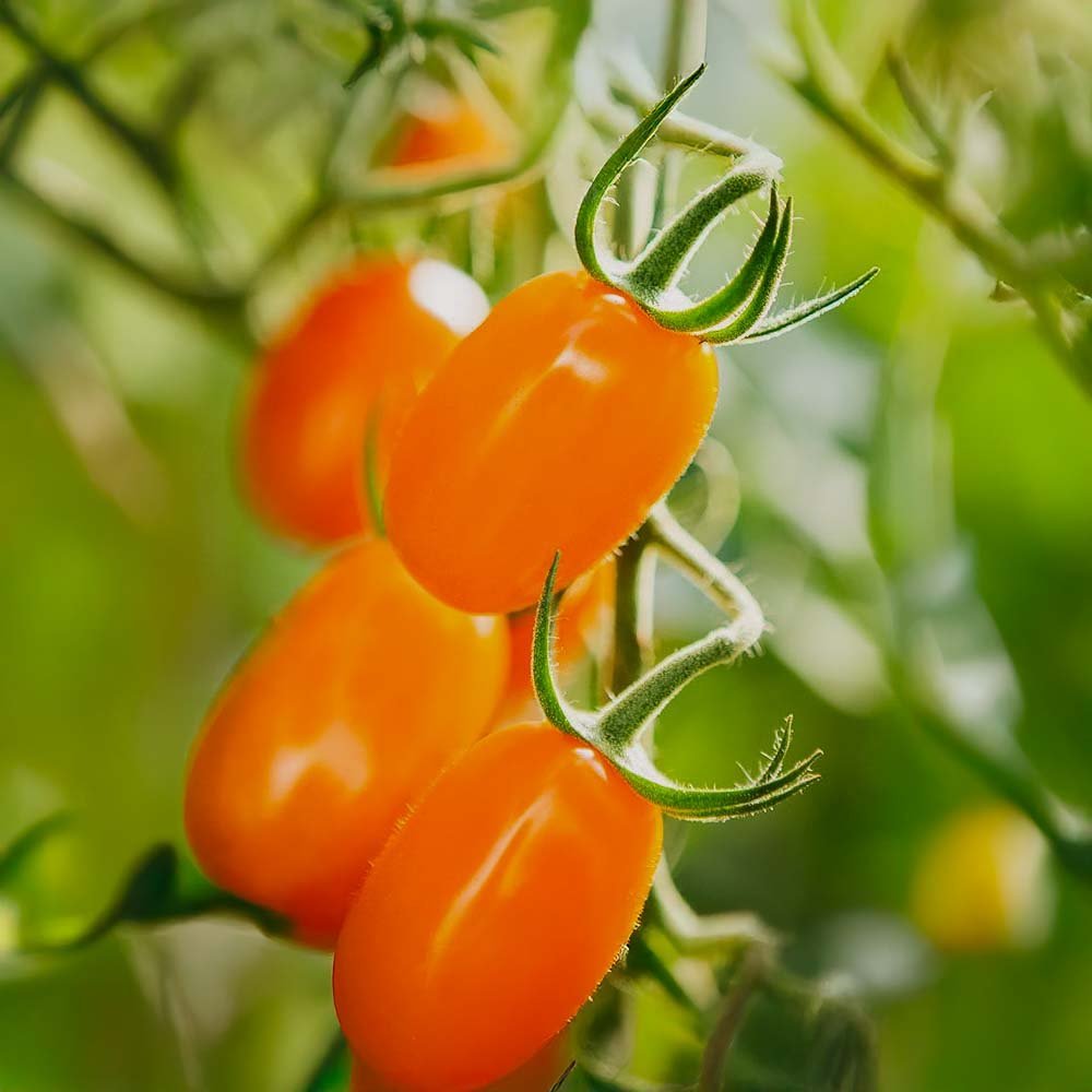 Tomatensamen 'Ormato' - 10 Biosamen