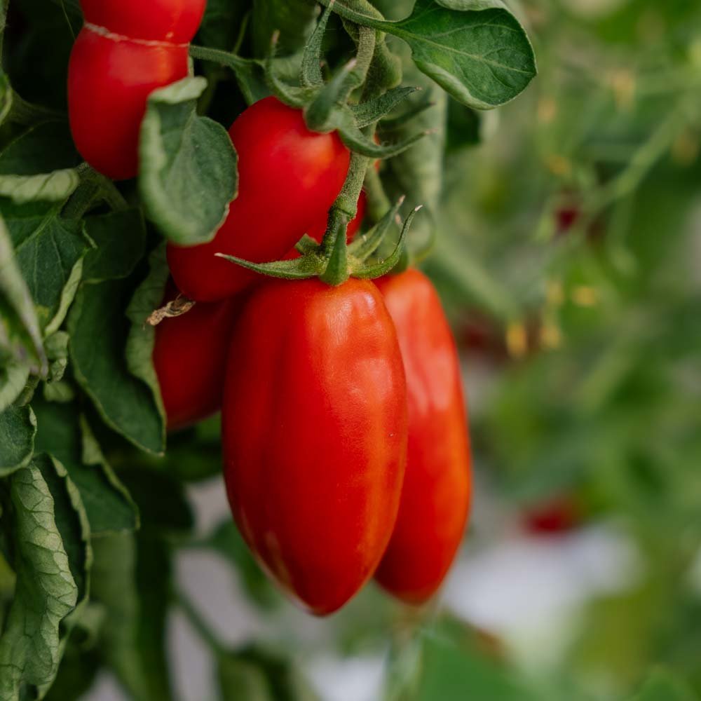 Tomatensamen 'San Marzano' - 10 Biosamen