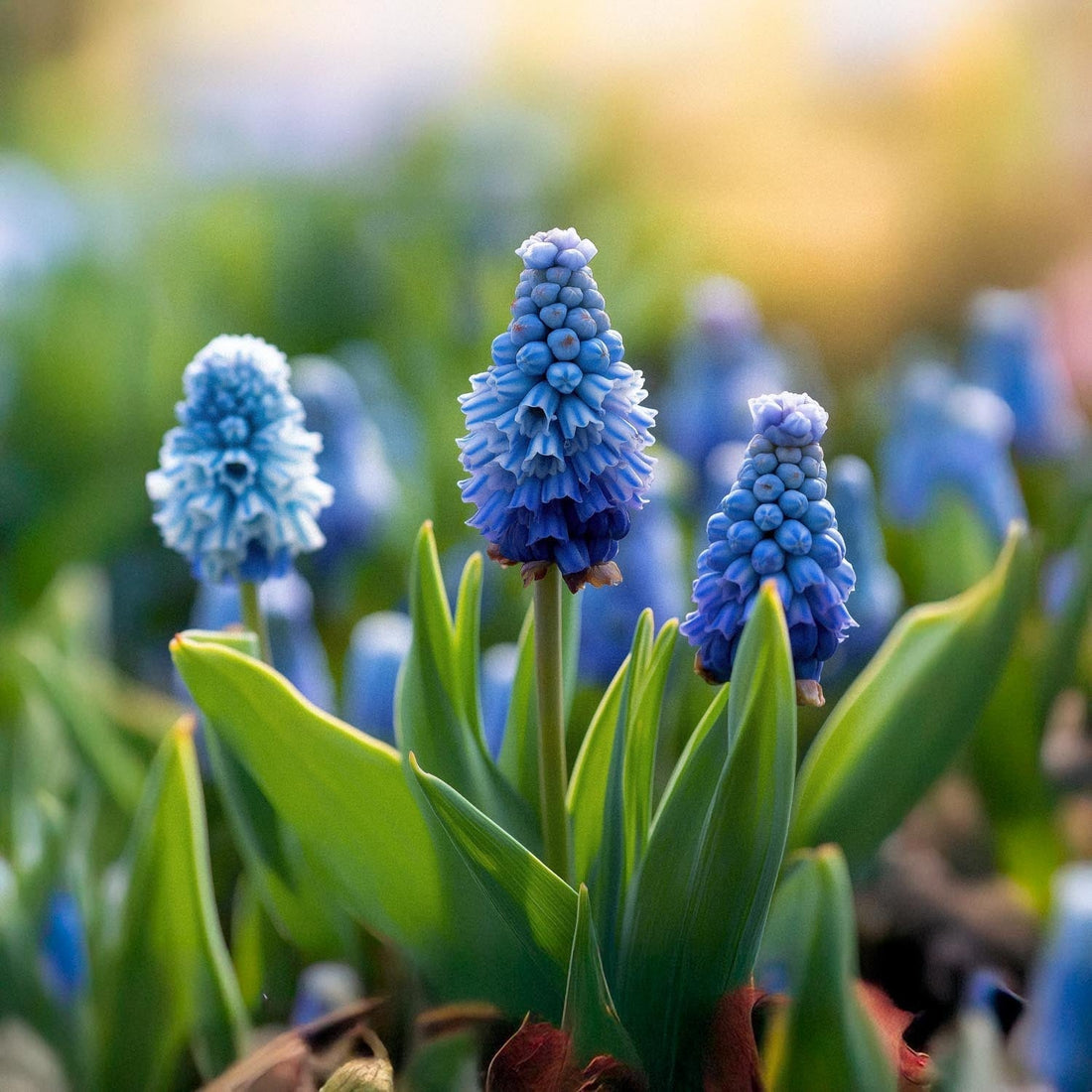 Traubenhyazinthe, Muscari 'Azureum'