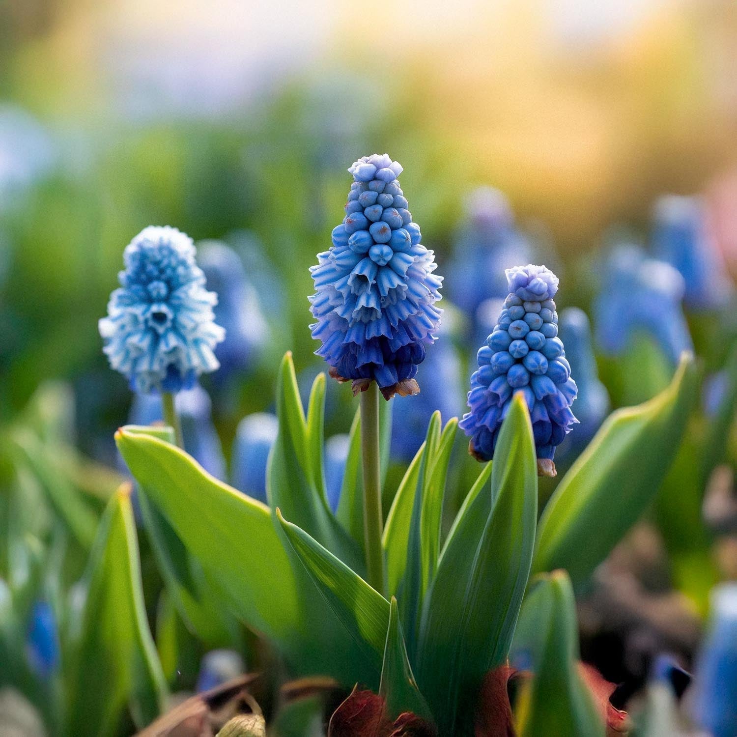 Traubenhyazinthe, Muscari 'Azureum'