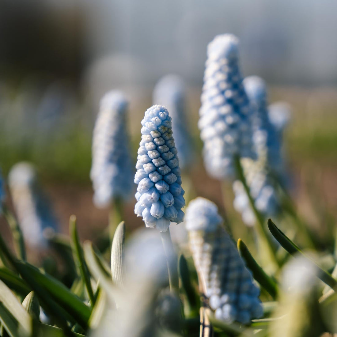 Traubenhyazinthe, Muscari 'Baby's Breath'