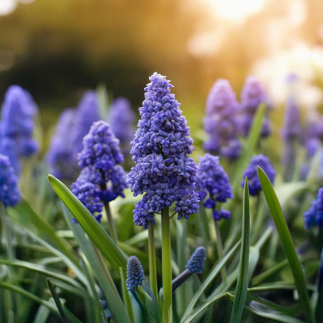 Traubenhyazinthe, Muscari 'Fantasy Creation'