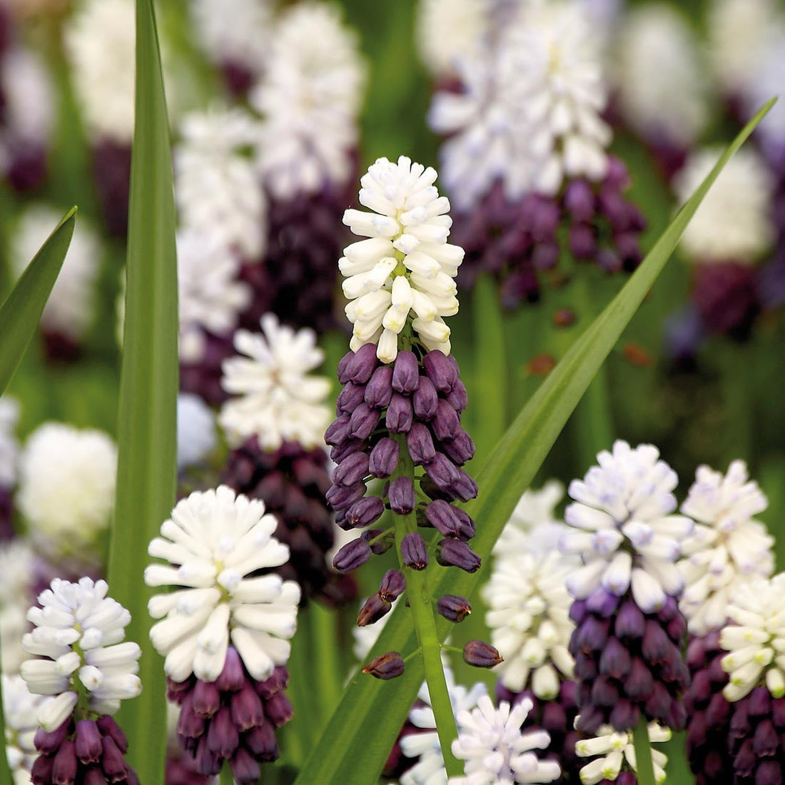 Traubenhyazinthe, Muscari 'Grape Ice'