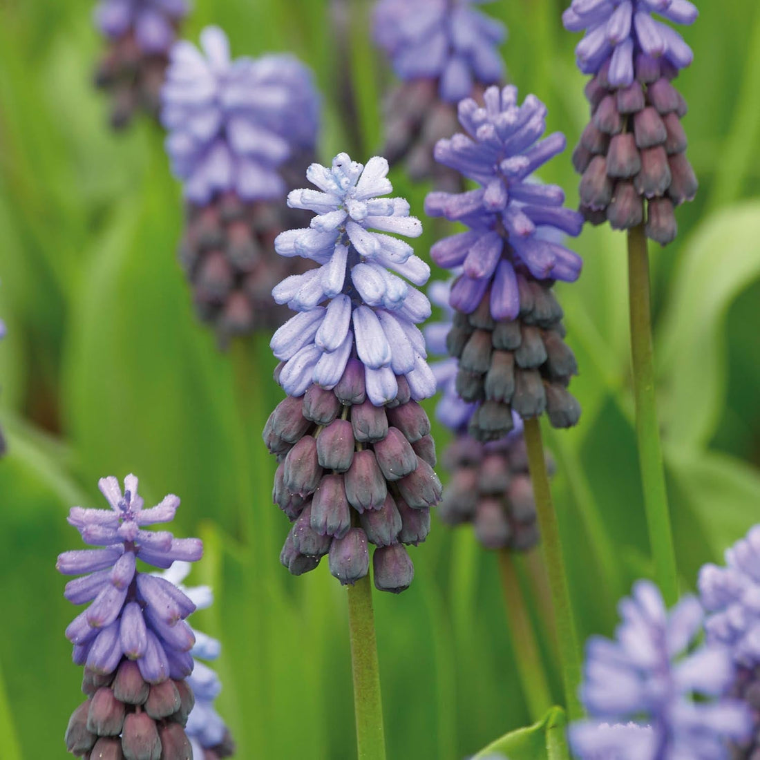 Traubenhyazinthe, Muscari 'Latifolium'