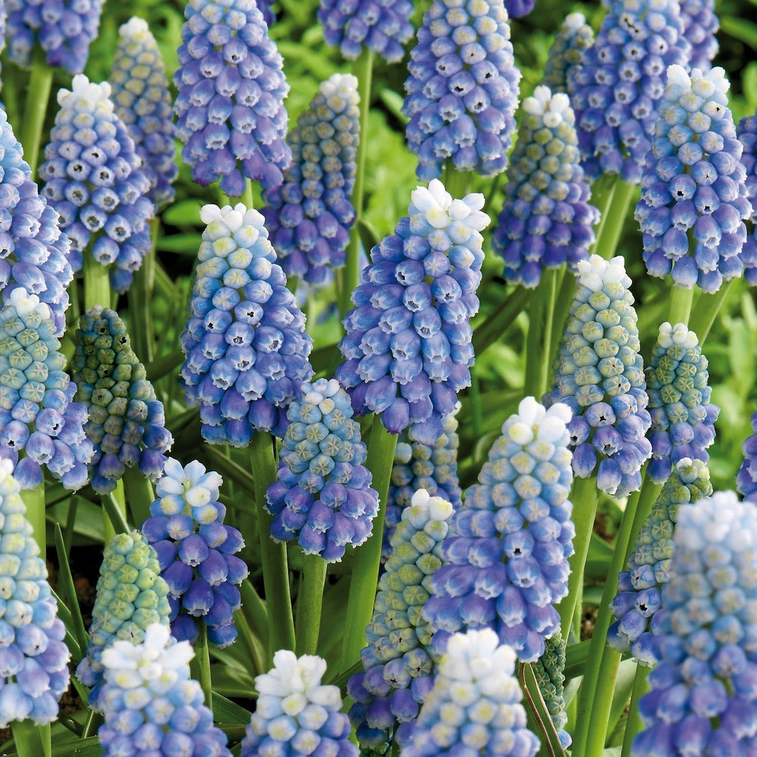 Traubenhyazinthe, Muscari 'Ocean Magic'