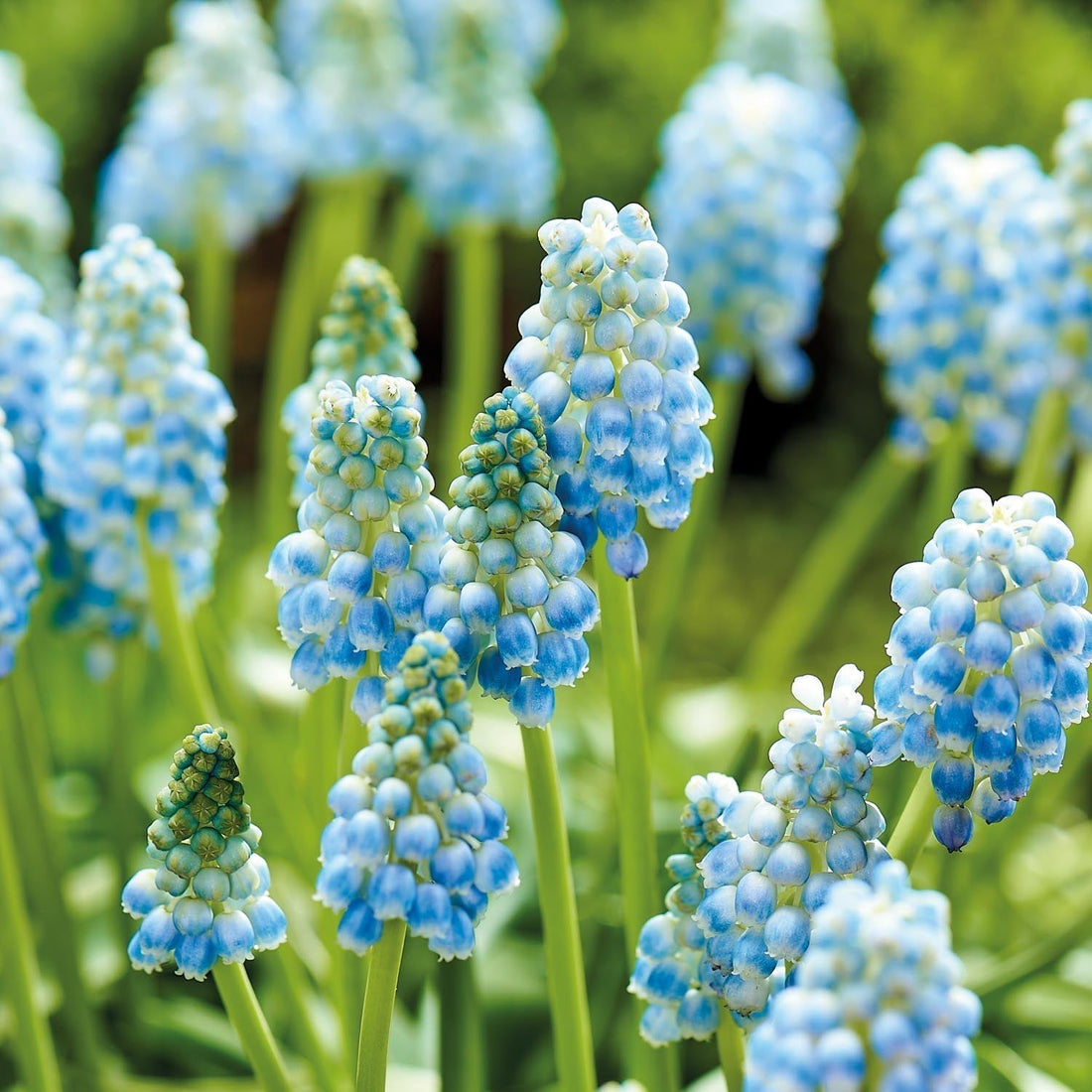 Traubenhyazinthe, Muscari 'Peppermint'
