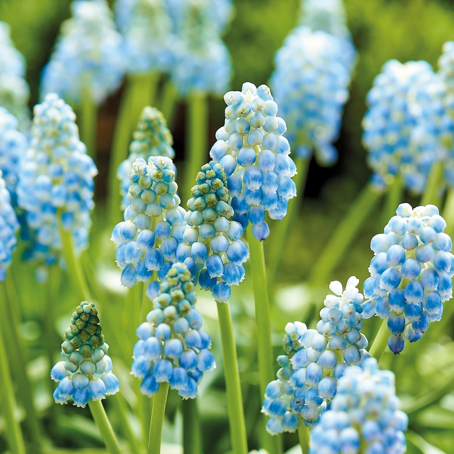 Traubenhyazinthe, Muscari 'Peppermint'