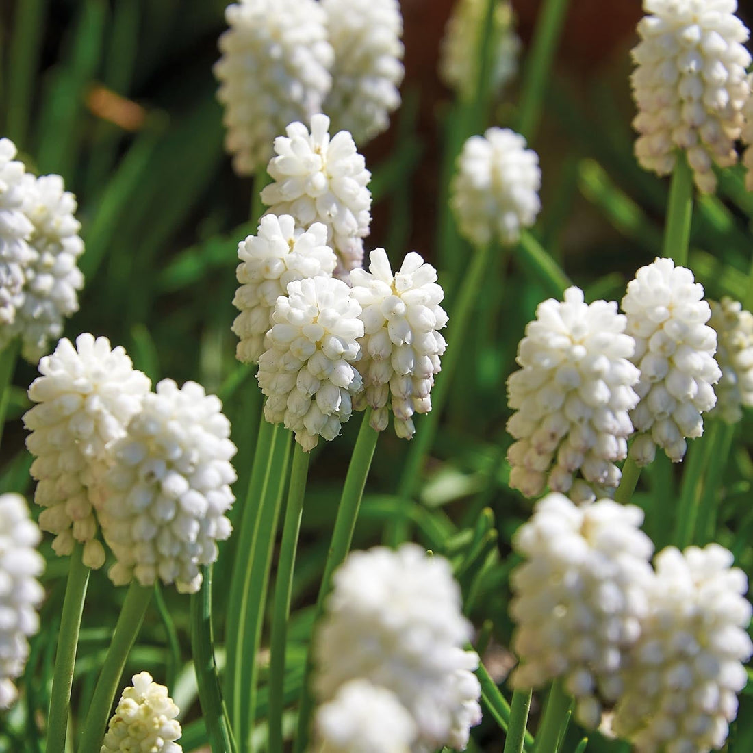 Traubenhyazinthe, Muscari 'White Magic'