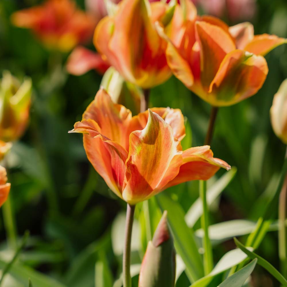 Tulpe 'Artist'