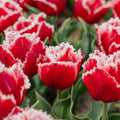 Tulipan 'New Santa'
