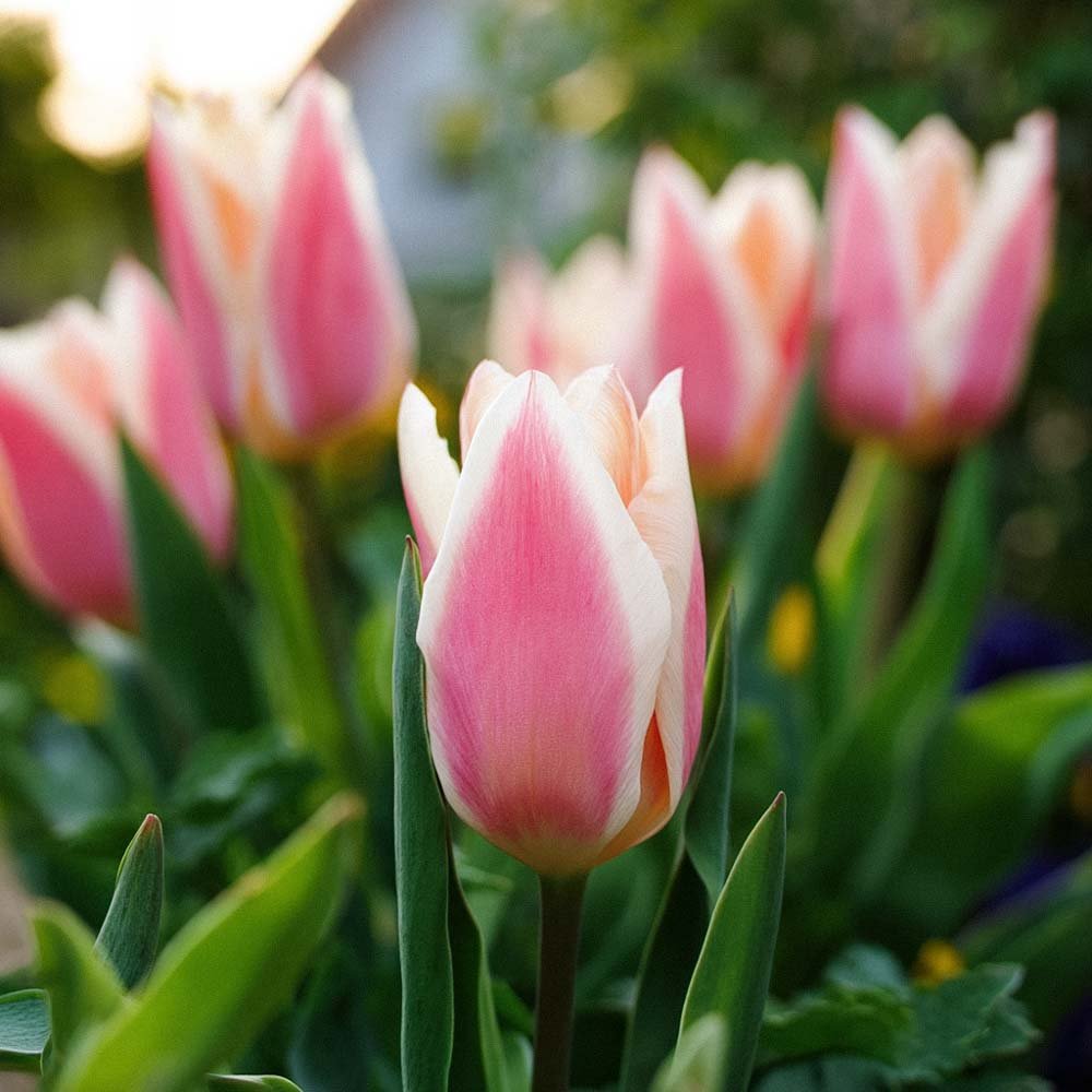 Tulpe 'Quebec'