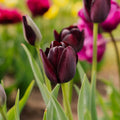 Tulipan 'Queen Of Night'