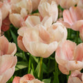 Tulipan 'Salmon van Eijk'