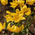 Tulipan 'Sylvestris'