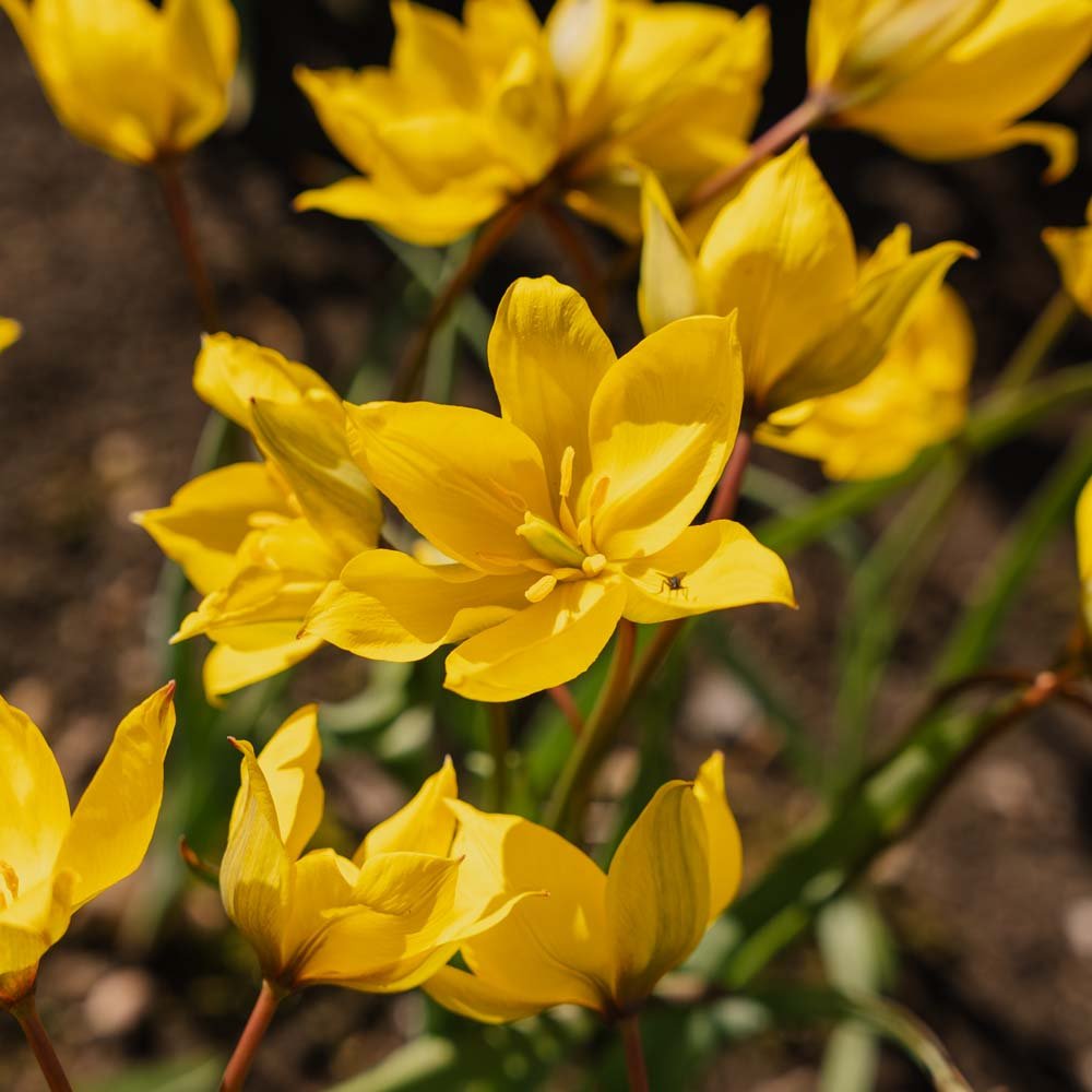 Tulipan 'Sylvestris'