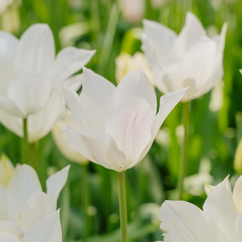 Tulpe 'White Triumphator'