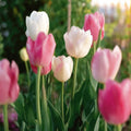 Tulipanblanding 'Apple Blossom Mixed'