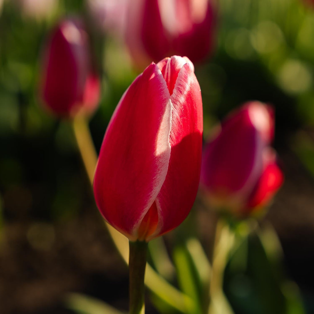 Tulpenmischung 'Delight Mixed'