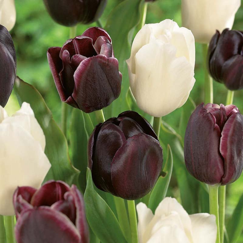 Tulipanblanding 'Ebony&Ivory Mixed'