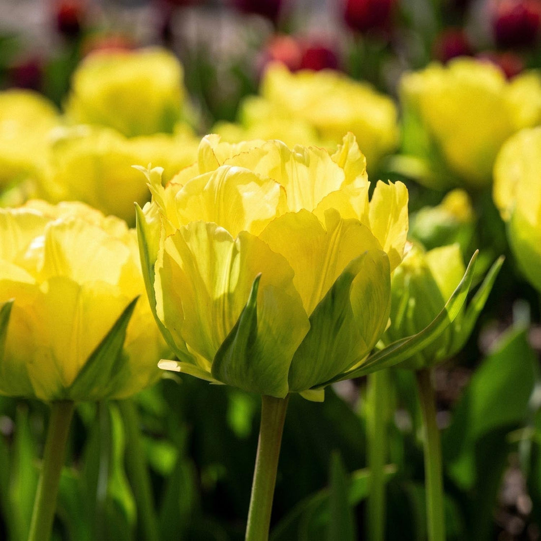 Tulpe 'Akebono'