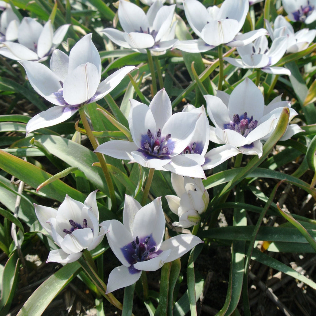 Tulpe 'Albo Caerulea'