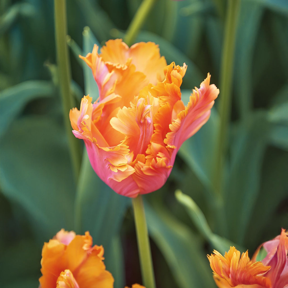 Tulpe 'Amazing Parrot'